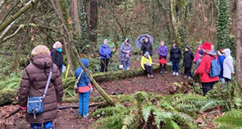 Forest Bathing